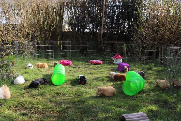 Squidgypigs : big guinea pig run / cage.