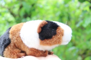 Atlas the travelling Guinea Pig