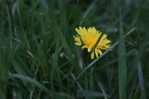 Can Guinea Pigs eat Dandelions?