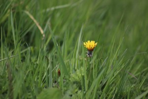 Can Guinea Pigs eat Dandelions?