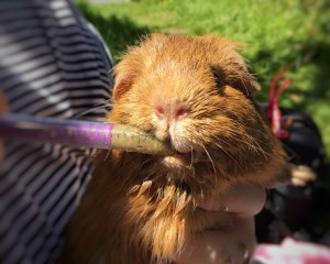 How to syringe a Guinea Pig. (Morag)
