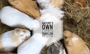 100% Dried Dandelion 