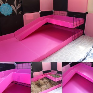 Pink guinea pig correx