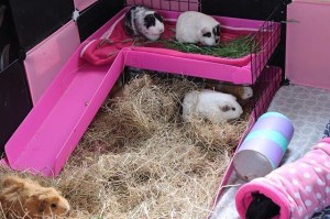 Squidgypigs Kavee Review