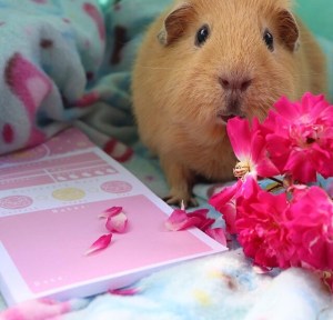 Guineapig Wheekly Health Pad Review