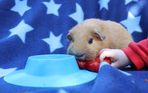 Spill proof it may be but it won’t prevent toddler attacks!