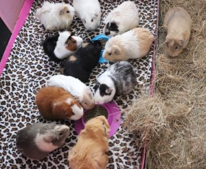 Girly Herd testing...