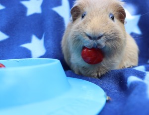 Squidgypigs STAYbowl review