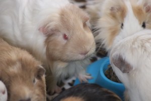 Squidgypigs STAYbowl review.