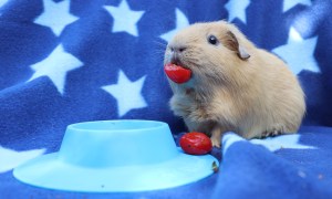 Squidgypigs STAYbowl review 