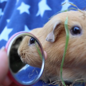 The prettiest piggy of all...