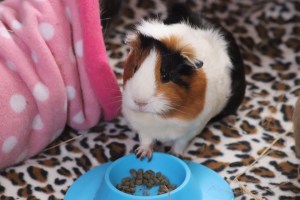 Yum-Yum testing out the STAYbowl