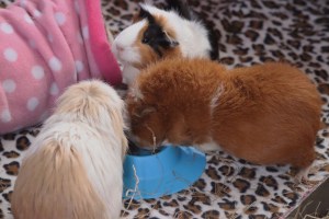 Chicken-Glitter showing her best bowl tipping yoga moves...