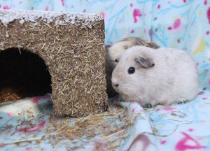 Rosewood Wintery Hay Cottage