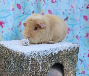 Rosewood Wintery Hay Cottage