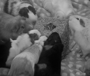 Rosewood Golden Gift Box