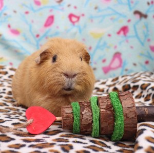 Rosewood Cupid and Comet Loofah and Wood Tree Review