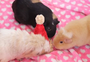 Rosewood Sisal Santa Hat