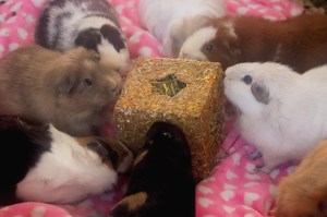 Rosewood Golden Gift Box