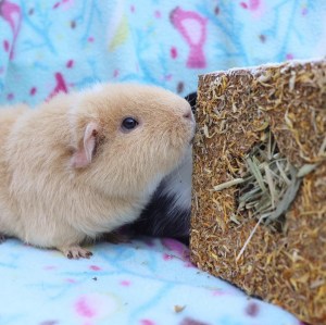 Rosewood Golden Gift Box