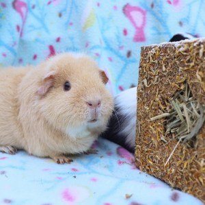 Rosewood Golden Gift Box