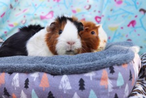 Rosewood Winter Forest Snuggles Bed