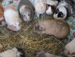 Piggie Parcel’s Review