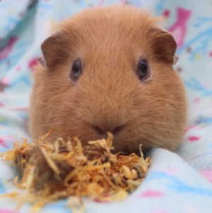 Piggie Parcel’s Review