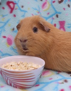 Piggie Parcel’s Review