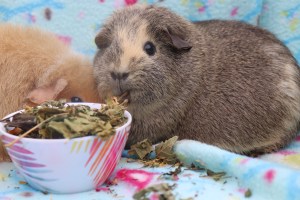 Piggie Parcel’s Review