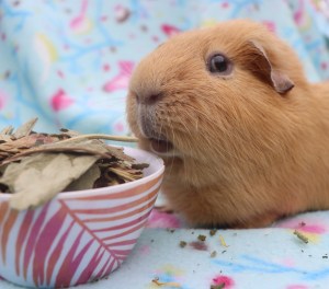 Piggie Parcels Review