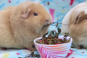 Piggie Parcel’s Review